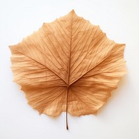 Leaf plant tree dry. AI generated Image by rawpixel.