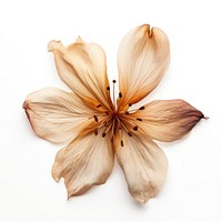 Treasure flower petal plant lily. AI generated Image by rawpixel.