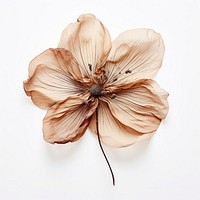 Dry treasure flower petal plant accessories. AI generated Image by rawpixel.