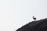 Male deer walking on a mountain silhouette wildlife animal. AI generated Image by rawpixel.