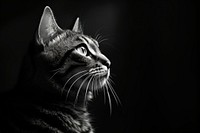 Cat monochrome animal mammal. AI generated Image by rawpixel.