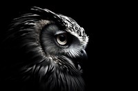 Half face of owl photography monochrome animal. AI generated Image by rawpixel.