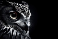 Half face of owl photography monochrome portrait. AI generated Image by rawpixel.