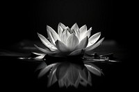 Lotus reflection monochrome flower. AI generated Image by rawpixel.