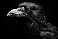 Raven black monochrome animal. AI generated Image by rawpixel.