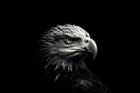Eagle monochrome animal bird. AI generated Image by rawpixel.