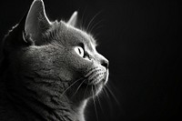 Face of british shorthair monochrome mammal animal. AI generated Image by rawpixel.