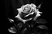 Rose monochrome flower petal. AI generated Image by rawpixel.