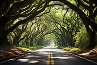 Road through tree tunnel landscape outdoors woodland. 