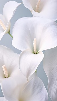 Flower petal plant white. 