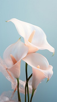 Flower petal plant white. AI generated Image by rawpixel.