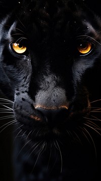 Black animal wildlife mammal pet. AI generated Image by rawpixel.