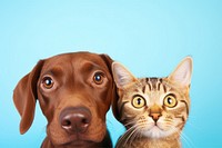 Cat and dog mammal animal snout. AI generated Image by rawpixel.