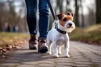 Jack Russell Terrier walking dog outdoors. 