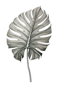 Tropical leave drawing sketch plant. AI generated Image by rawpixel.