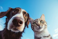 Cat and dog animal mammal nose. AI generated Image by rawpixel.
