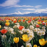 Tulips and daffodils blooming blossoming flowering field tulip landscape. AI generated Image by rawpixel.