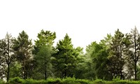 Forest vegetation landscape outdoors. AI generated Image by rawpixel.