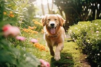 Golden retriever outdoors animal mammal. AI generated Image by rawpixel.