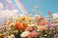 Flowers rainbow field sky. 