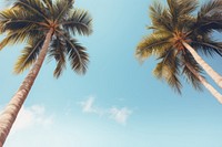 Summer plam trees backgrounds outdoors nature. AI generated Image by rawpixel.