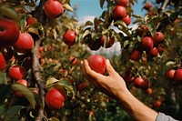 Apples in the apple orchard picking plant fruit. AI generated Image by rawpixel.