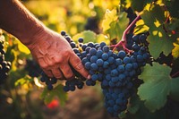 Hands picking grapes vineyard outdoors nature. 