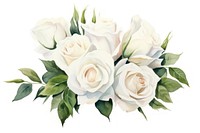 A Bouquet of white roses flower plant white background. AI generated Image by rawpixel.