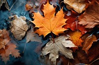 View of dry autumn leaves maple plant leaf. AI generated Image by rawpixel.