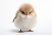 A cute tiny bird animal beak white background. AI generated Image by rawpixel.