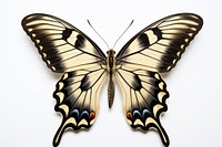 A butterfly animal insect white background. AI generated Image by rawpixel.