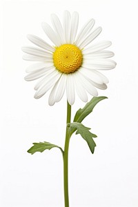 A daisy flower petal plant. AI generated Image by rawpixel.