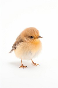 A small cute bird animal robin beak. AI generated Image by rawpixel.