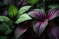 Foliage nature flower purple. AI generated Image by rawpixel.