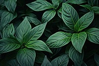 Foliage nature plant leaf. AI generated Image by rawpixel.