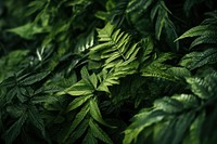Foliage nature outdoors forest. AI generated Image by rawpixel.