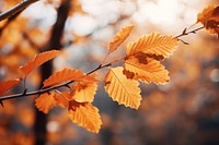 Foliage autumn nature plant. AI generated Image by rawpixel.