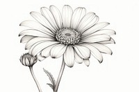 Cute daisy drawing flower sketch. AI generated Image by rawpixel.