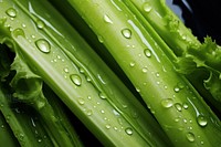 Celery food vegetable plant. AI generated Image by rawpixel.