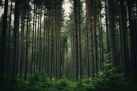 A forest with tall dark green pine trees nature outdoors woodland. AI generated Image by rawpixel.