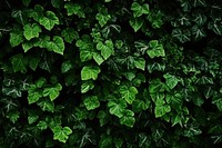 Greenery plants background backgrounds leaf ivy. AI generated Image by rawpixel.