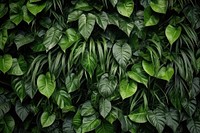 Greenery plants background backgrounds leaf monochrome. AI generated Image by rawpixel.