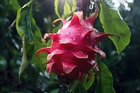 Dragon fruit flower plant petal. AI generated Image by rawpixel.