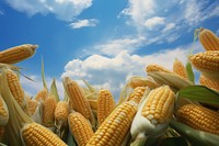Sweetcorn sky outdoors nature. AI generated Image by rawpixel.
