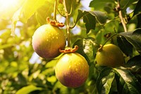 Passion fruit plant tree food. 