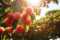 Rambutan fruit tree sunlight. AI generated Image by rawpixel.