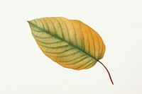 Green leaf turning brown plant tree white background. AI generated Image by rawpixel.