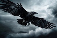 Raven flying vulture animal. AI generated Image by rawpixel.