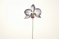 Watercolor purple orchid flower plant inflorescence. AI generated Image by rawpixel.