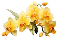 Yellow orchid flower petal plant. AI generated Image by rawpixel.